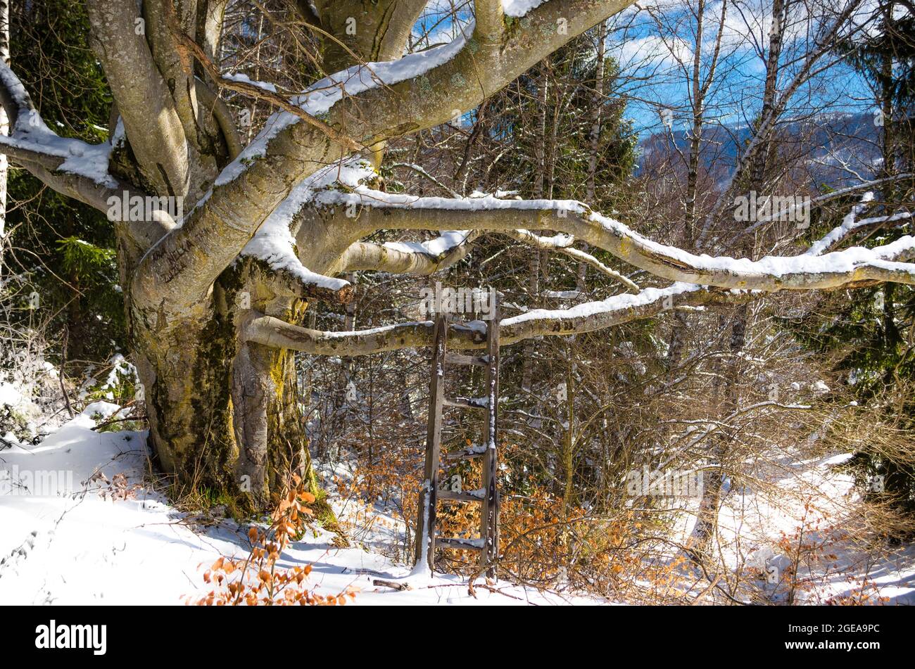 vecchio albero sotto la neve durante la primavera Foto Stock