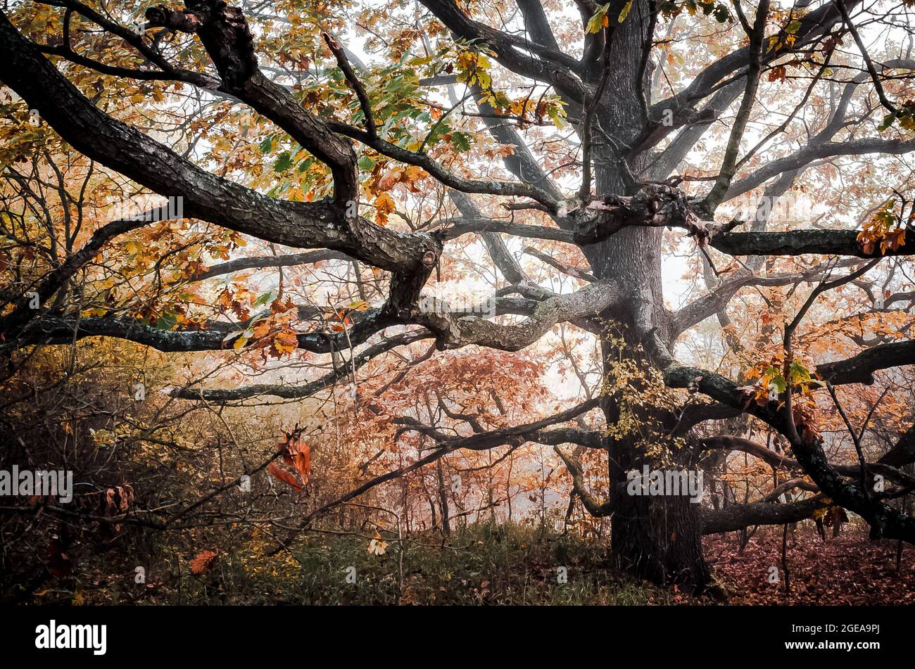 vecchio albero di quercia durante l'autunno nella nebbia mattutina Foto Stock