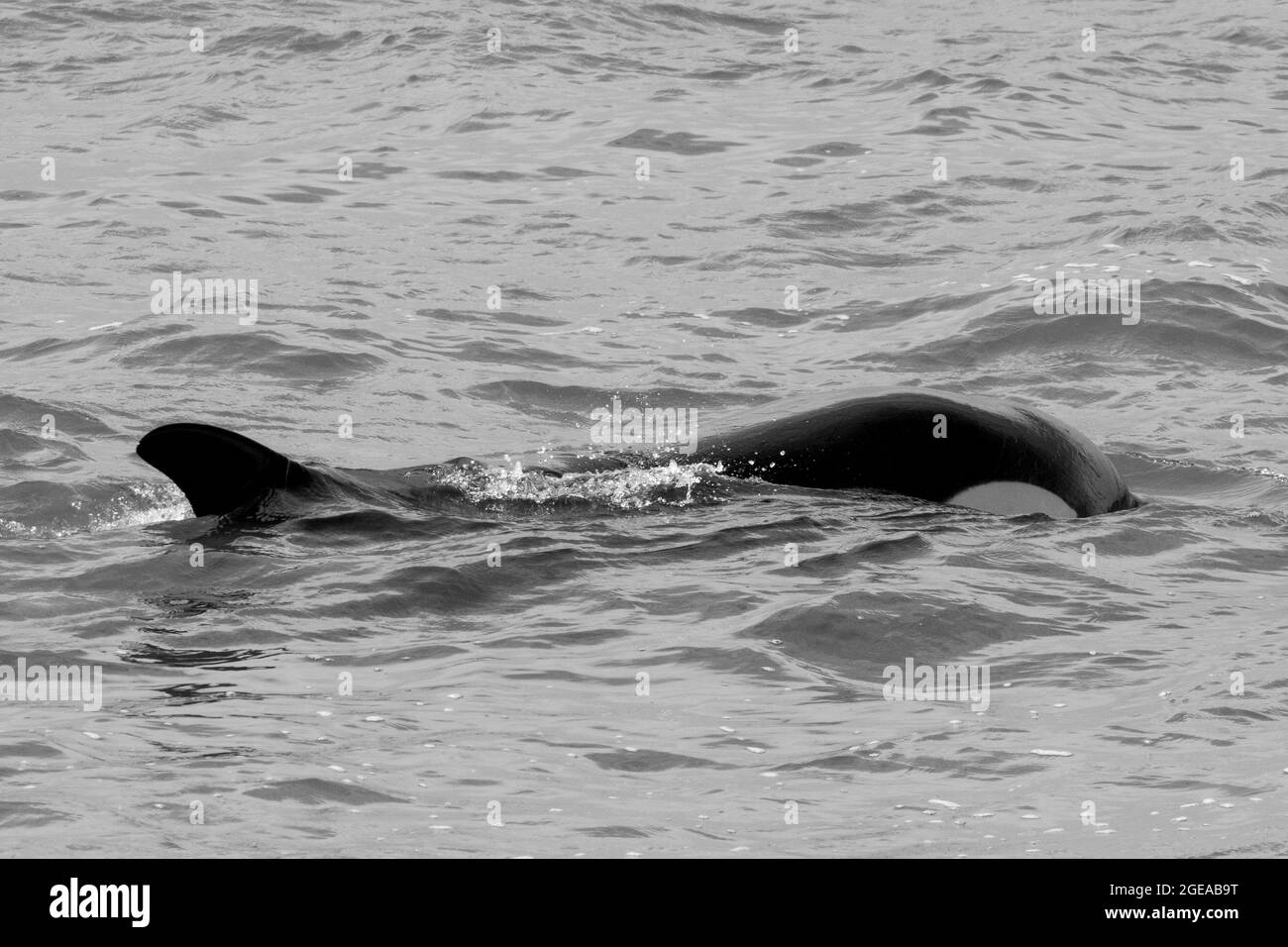 Caccia alle balene killer leoni marini, Peninsula Valdes, patrimonio dell'umanità dell'UNESCO, Patagonia, Argentina Foto Stock