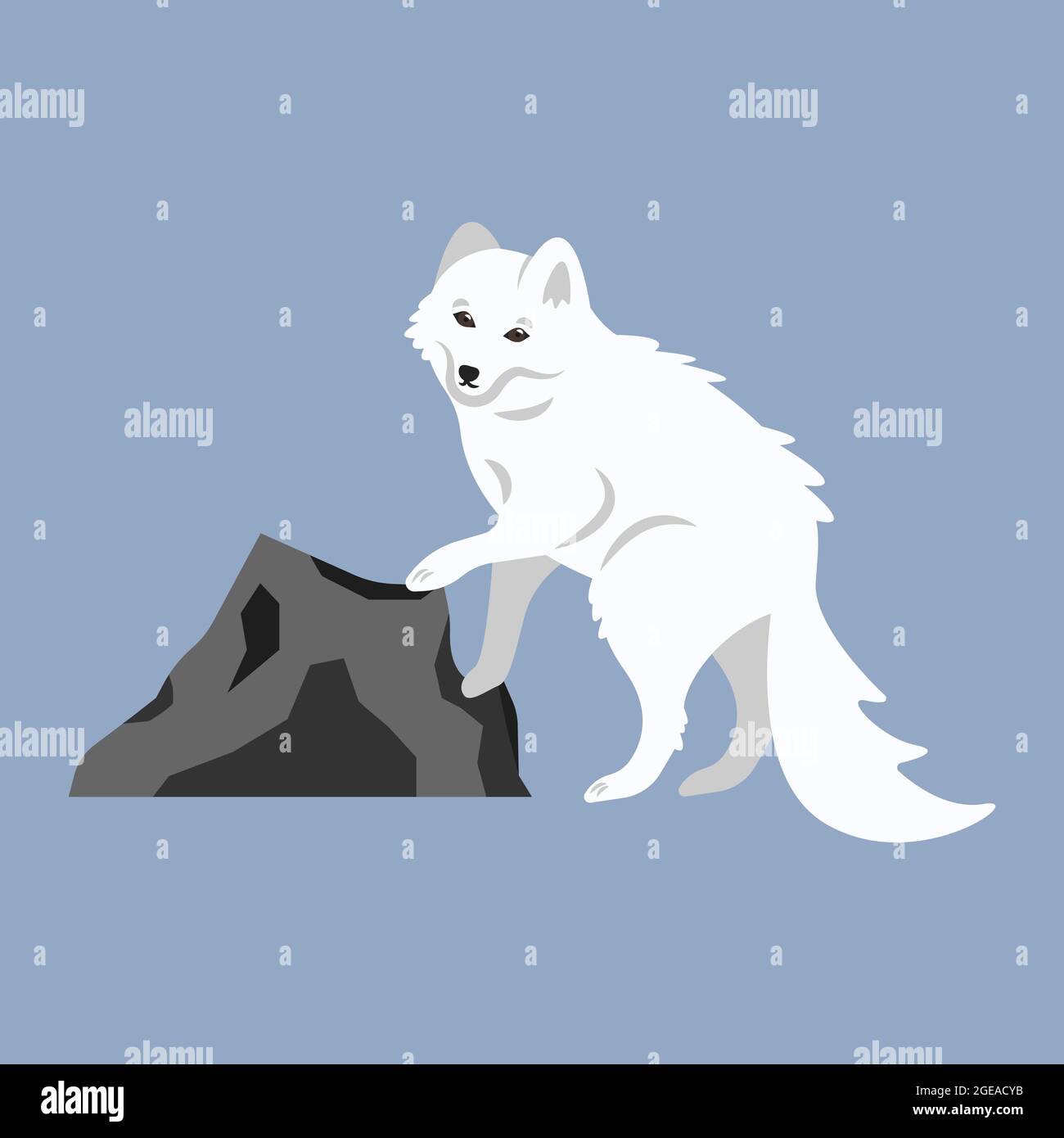 Bella carina soffice volpe artica bianca. Illustrazione cartoon di un animale polare selvatico dalla tundra, Siberia, nord. Clipart, elemento per poster ecologico Illustrazione Vettoriale