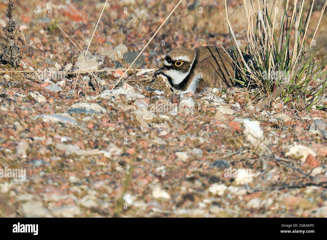 Piccolo anello Plover in una cova nido Foto Stock