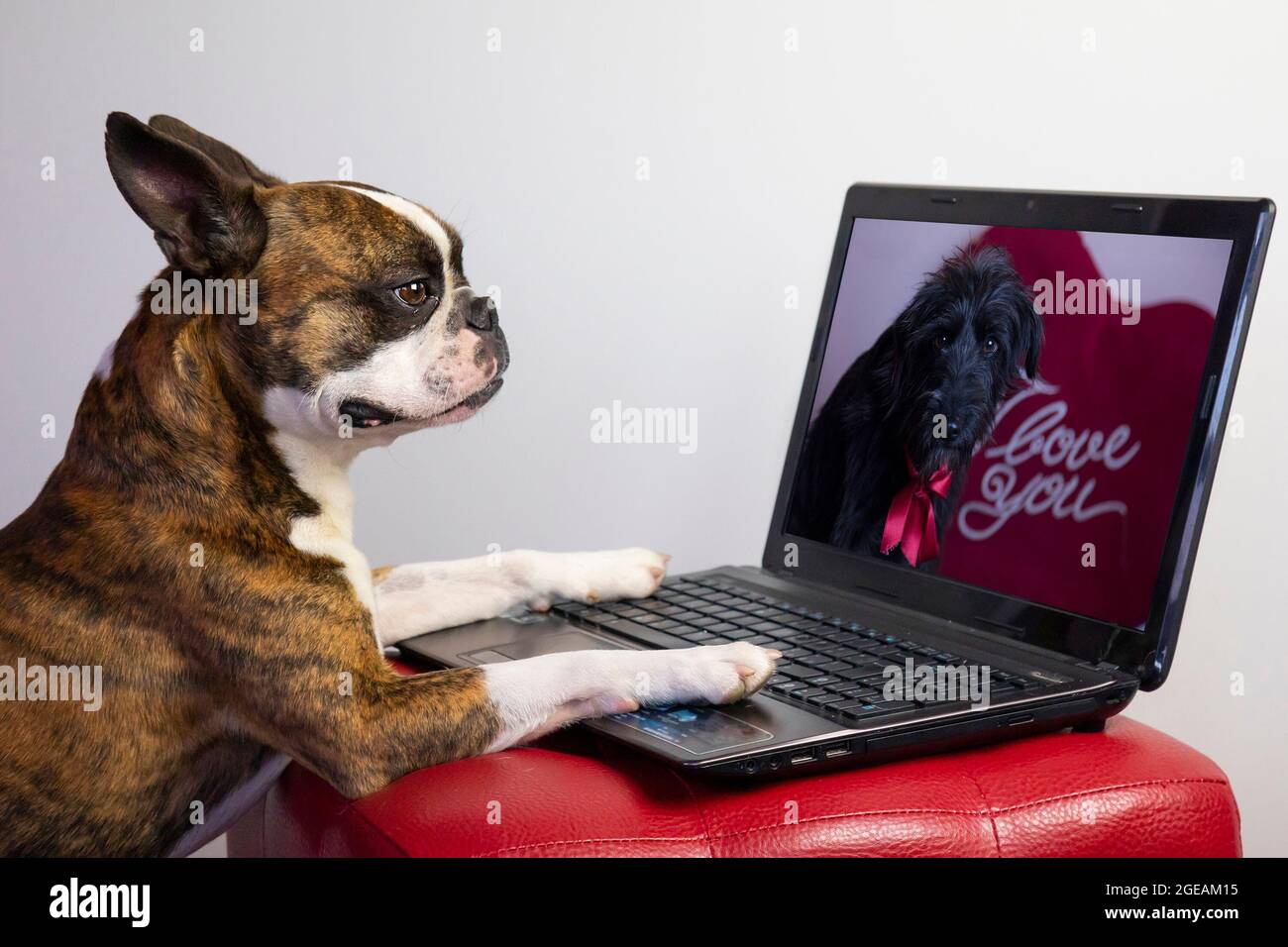 bulldog francese innamorato in videochiamata con il suo cane da ragazza con notebook il giorno di San Valentino Foto Stock