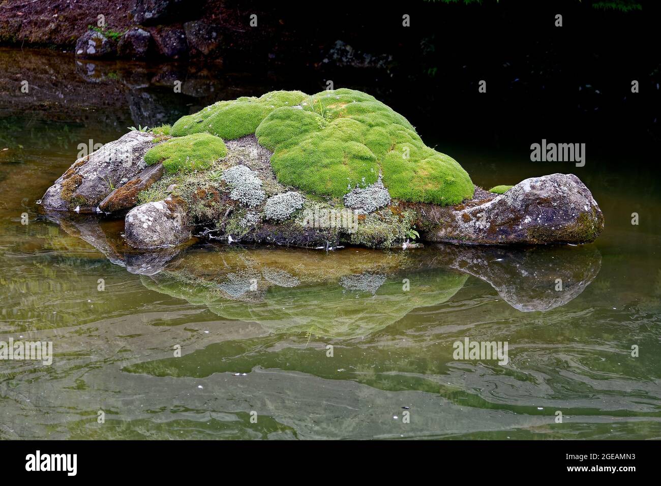 forma di tartaruga roccia, muschio e lichene coperto, fiori minuscoli, decorazione, laghetto, riflessione, Acqua, unico, giardino, Nuova Zelanda Foto Stock