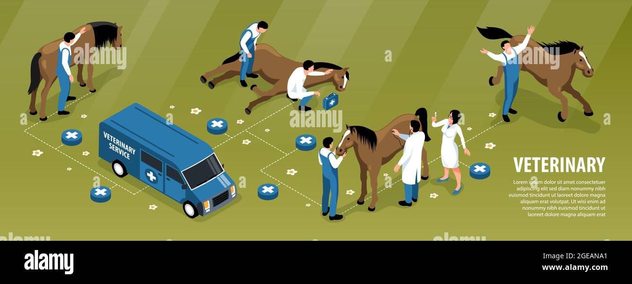 Animali da fattoria veterinaria isometrica infografica diagramma di flusso con team di veterinario trattamento cavallo malato sul ranch sfondo illustrazione vettoriale Illustrazione Vettoriale