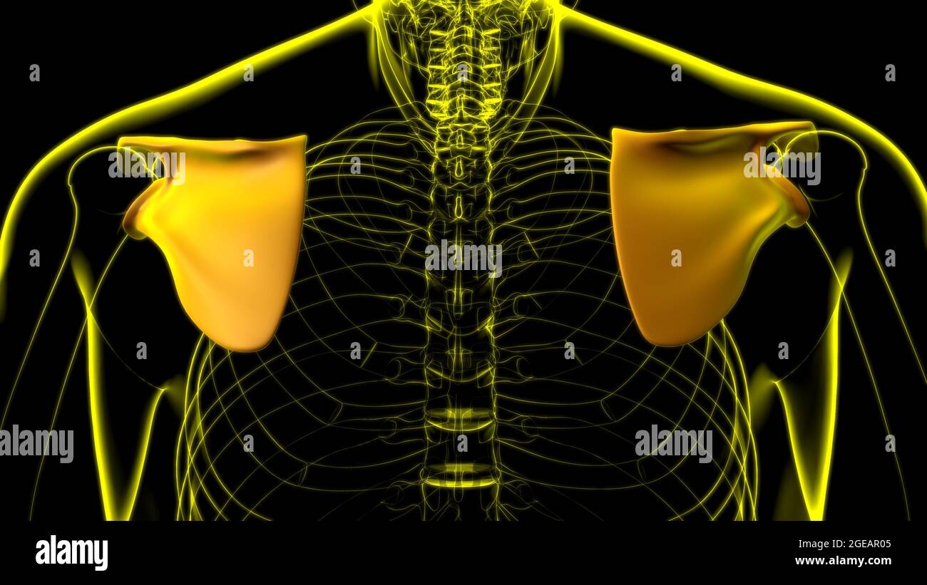 Anatomia scheletrica umana Scapula Bone 3D rendering for Medical Concept Foto Stock
