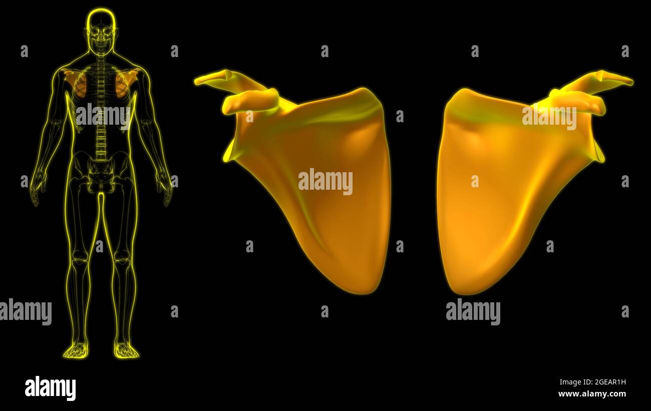 Anatomia scheletrica umana Scapula Bone 3D rendering for Medical Concept Foto Stock