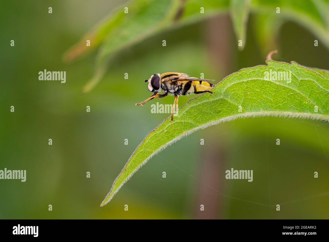 Sole fly / Marsh hoverfly (Helophilus pendulus / Helophilus similis) che riposa sulla foglia in estate Foto Stock