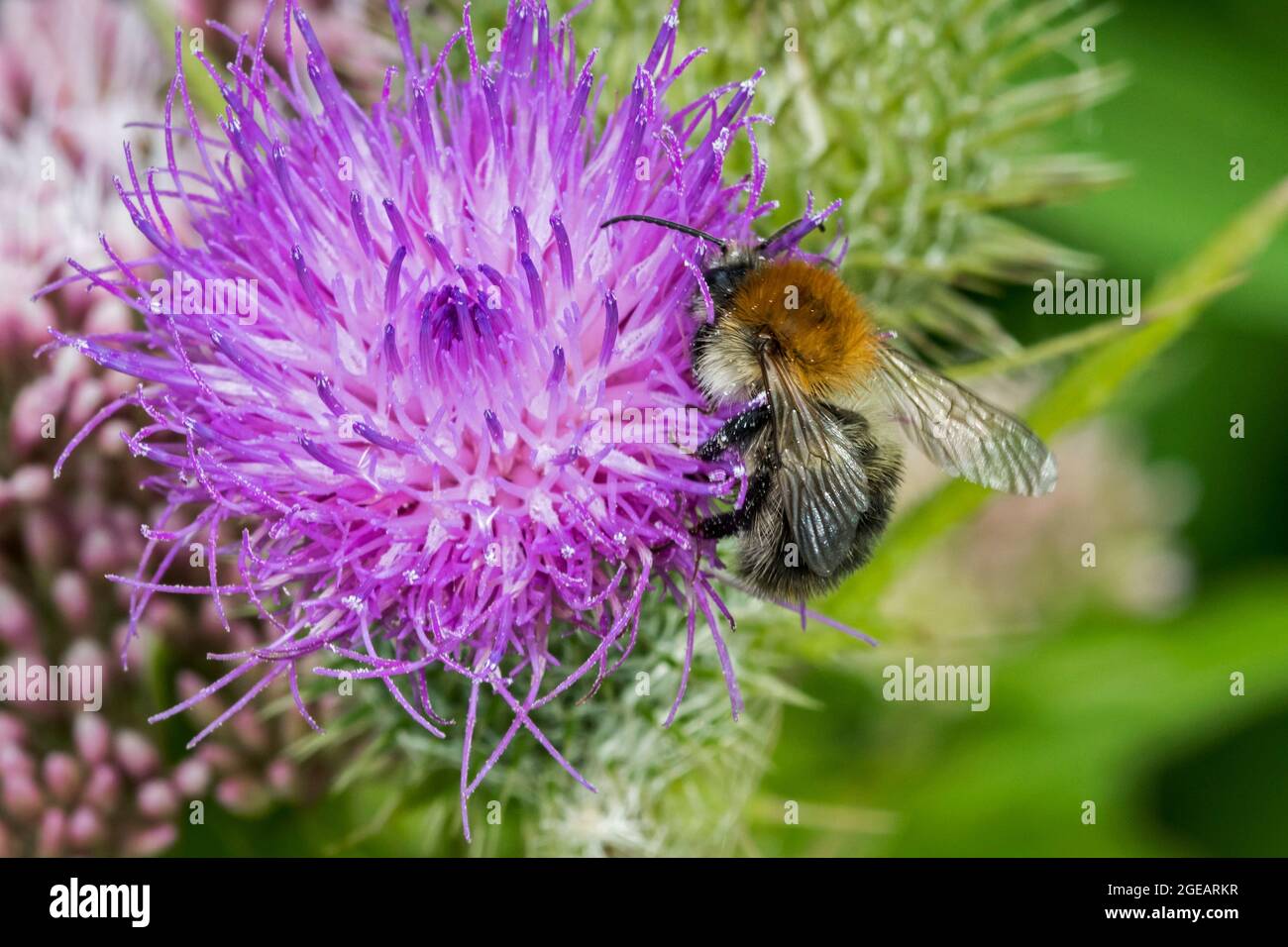 Ape comune del carder (Bombus pascuorum / Apis pascuorum) bumblebee che si nuce al nettare dal thistle della lancia / thistle comune (Cirsium vulgare) in fiore Foto Stock