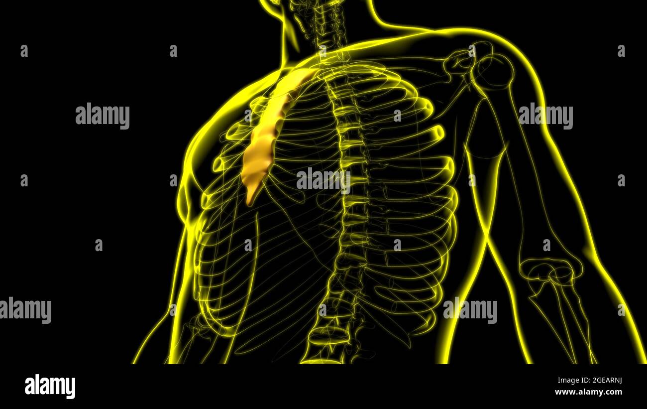 Anatomia ossea dello scheletro umano per l'illustrazione 3D del concetto medico Foto Stock