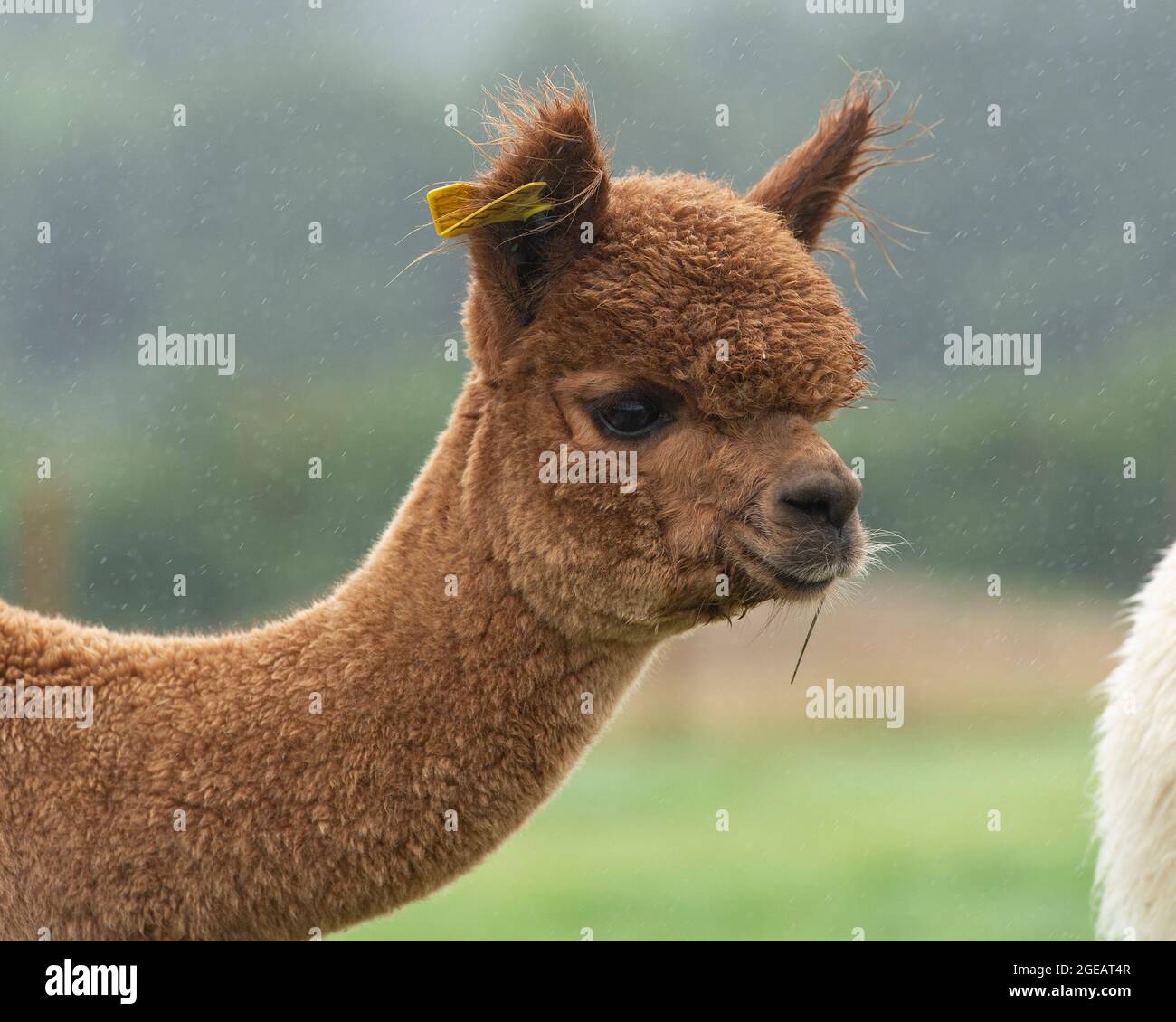 alpaca marrone giovane Foto Stock