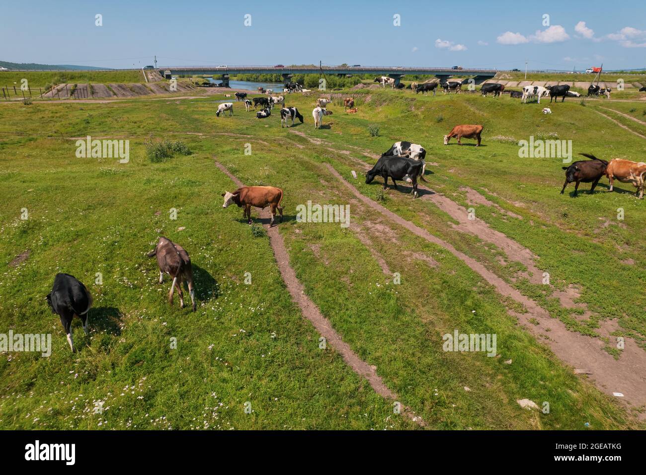 Vista aerea del pascolo di mucche su campo pascolo, vista dall'alto drone pov , in campo erba queste mucche sono solitamente utilizzate per la produzione di latte. Foto Stock