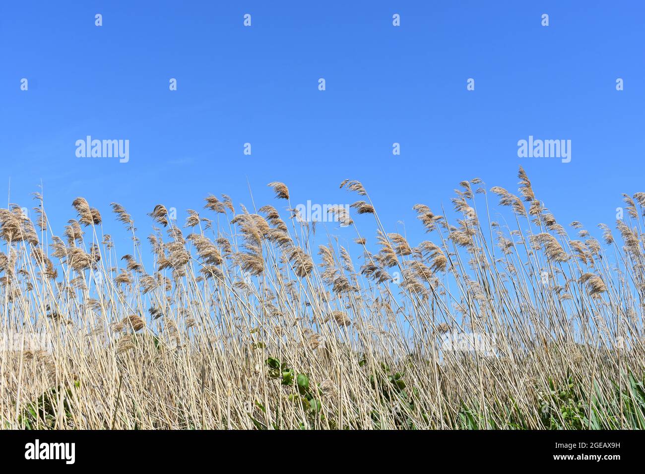 Foto visivamente piacevole di un campo di grano naturale in Rhode Island. Foto Stock