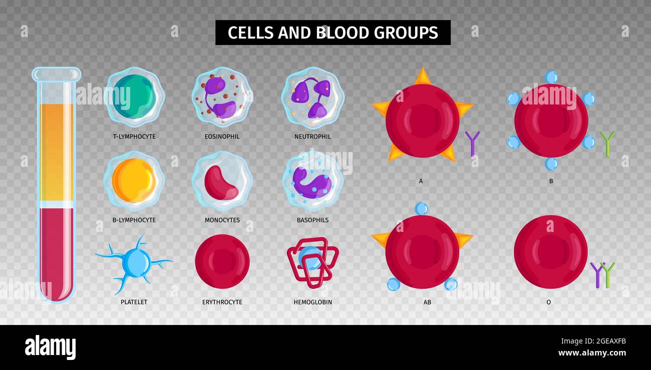 Tipi di sangue gruppi di globuli rossi emoglobina linfociti bianchi icone simboli Imposta provetta trasparente sfondo vettore illustrazione Illustrazione Vettoriale