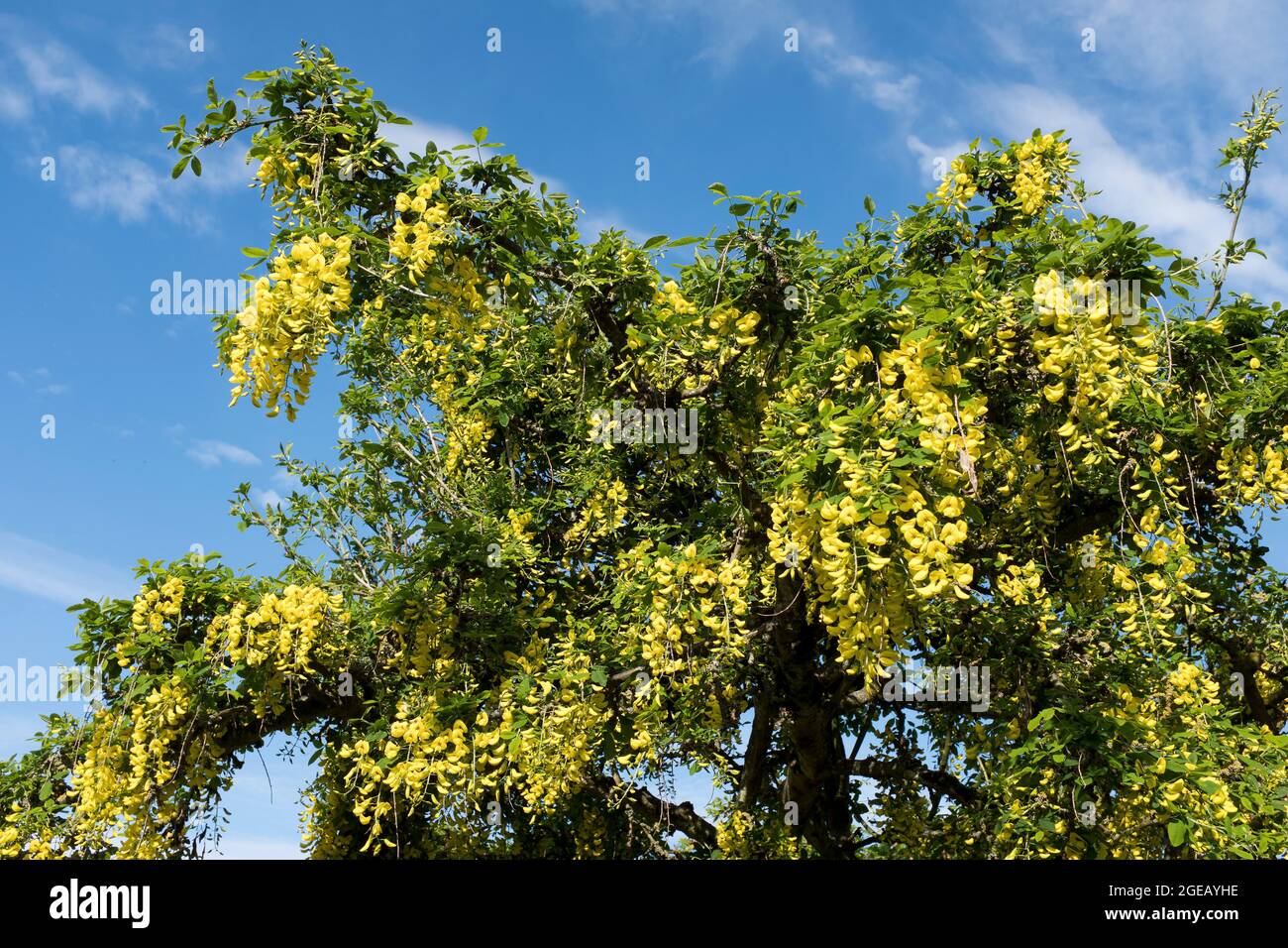 dh Yellow Flowering LABURNUM ALPINUM FLORA Maggio Giugno Scotland Tree UK Foto Stock