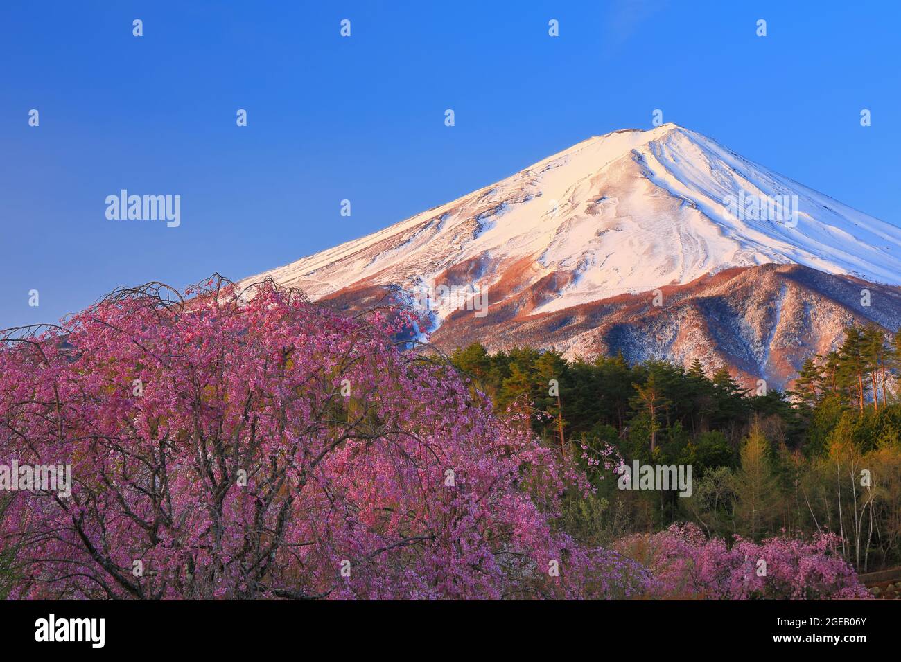 Fioritura di fiori ciliegio Foto Stock