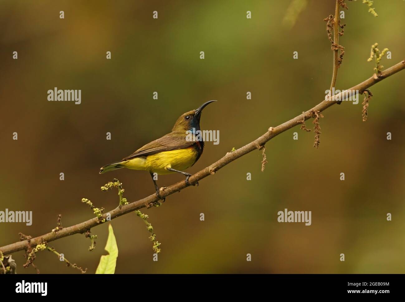 Sunbird (Cinnyris jugularis flamaxillaris) di tipo ulivo, maschio adulto arroccato sul ramo Kaeng Krachan NP, Thailandia Novembre Foto Stock