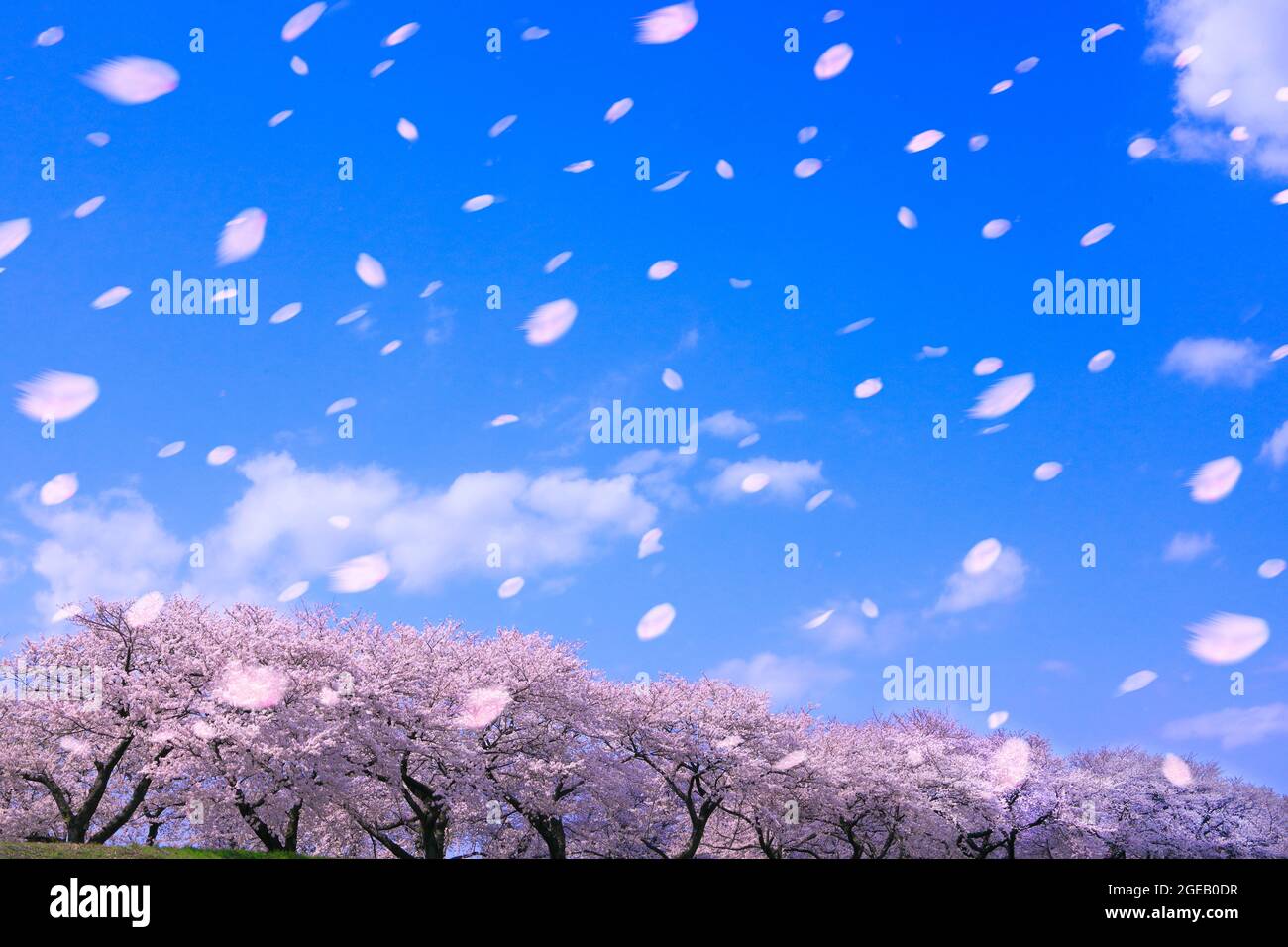 Fioritura di fiori ciliegio Foto Stock
