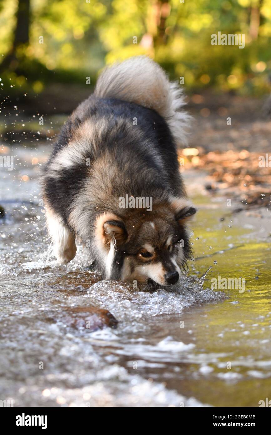 Ritratto di un giovane cane finlandese Lapphund che gioca in acqua in un lago Foto Stock