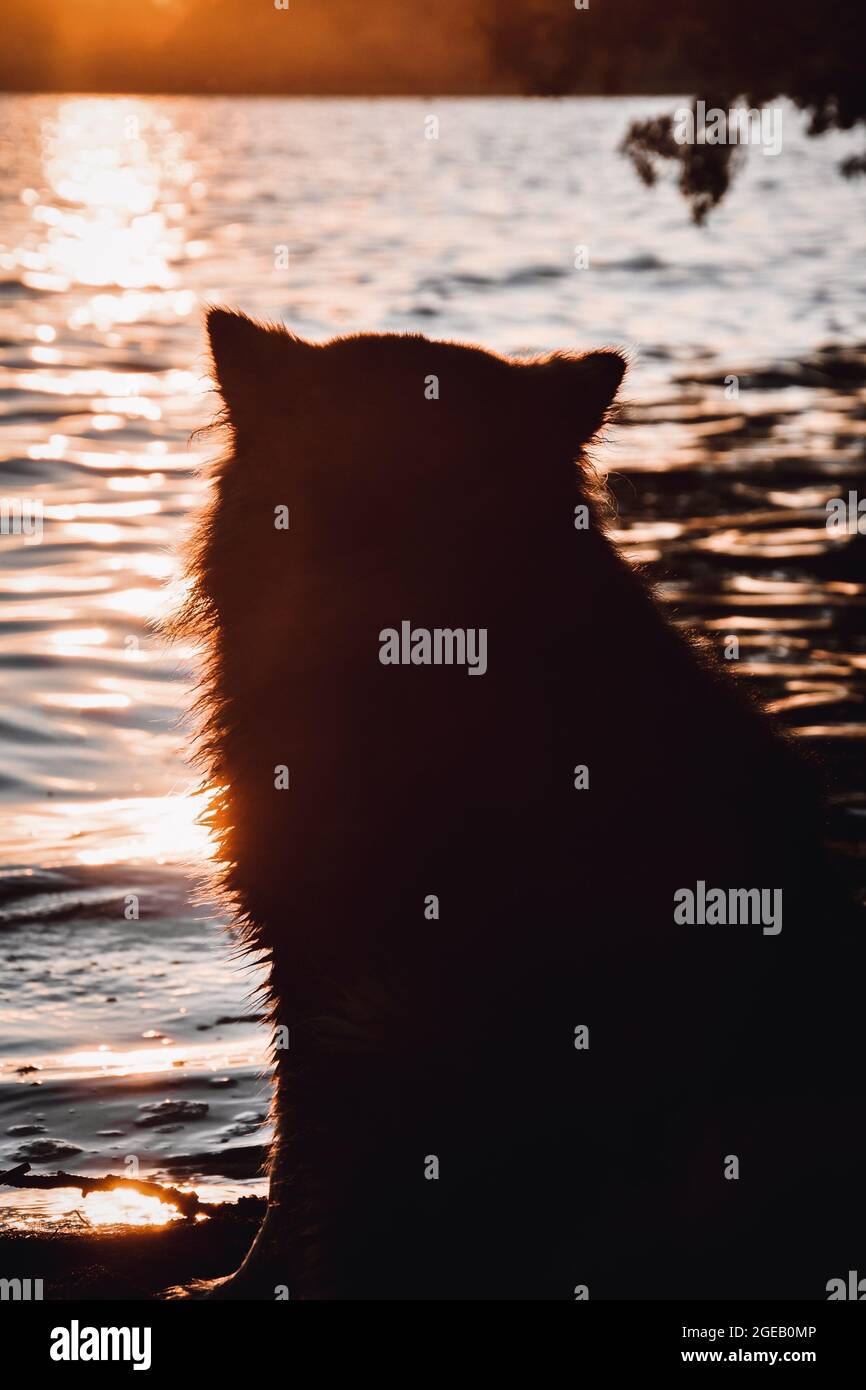Ritratto di un giovane cane finlandese Lapphund seduto al lago al tramonto Foto Stock