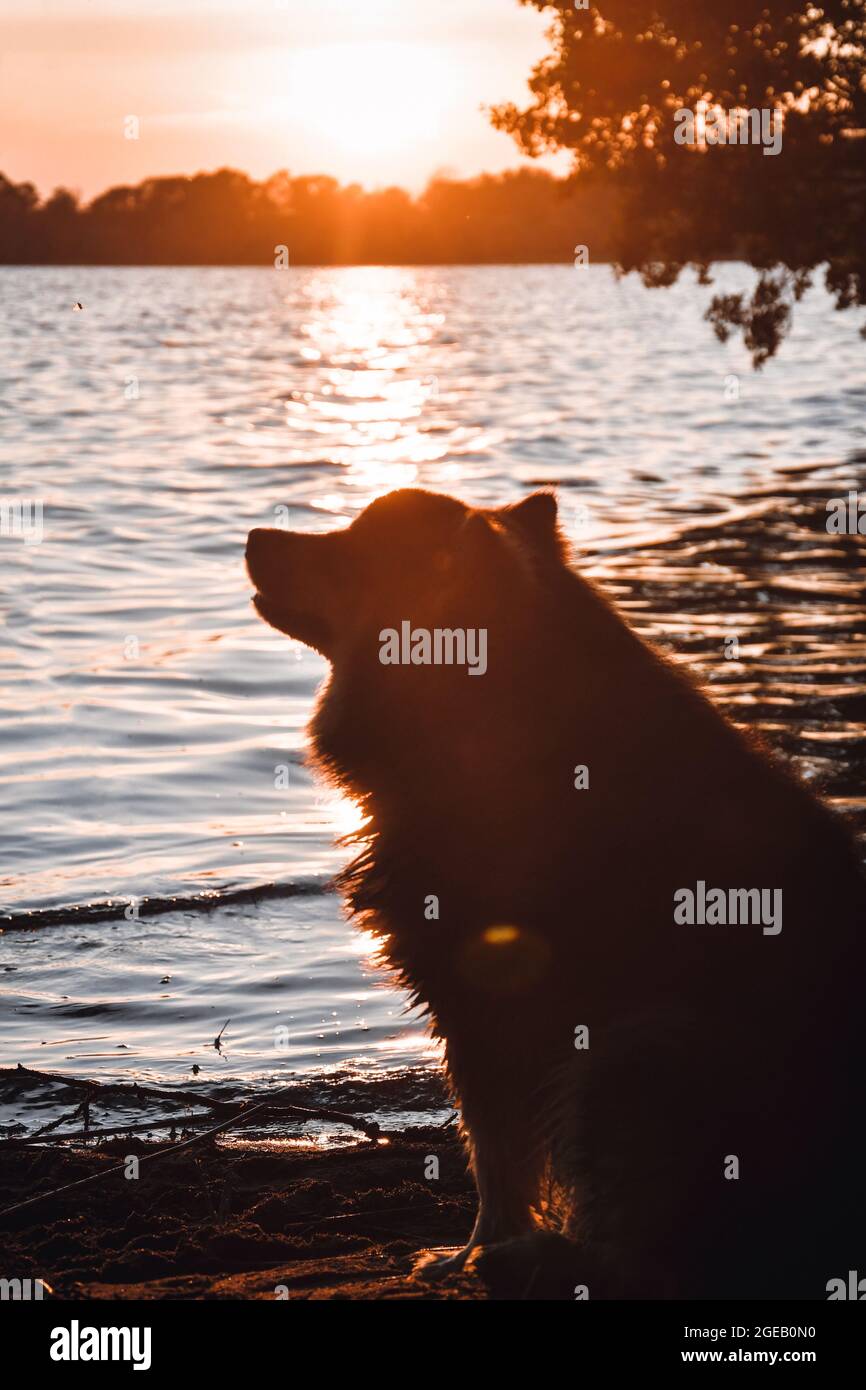 Ritratto di un giovane cane finlandese Lapphund seduto al lago al tramonto Foto Stock