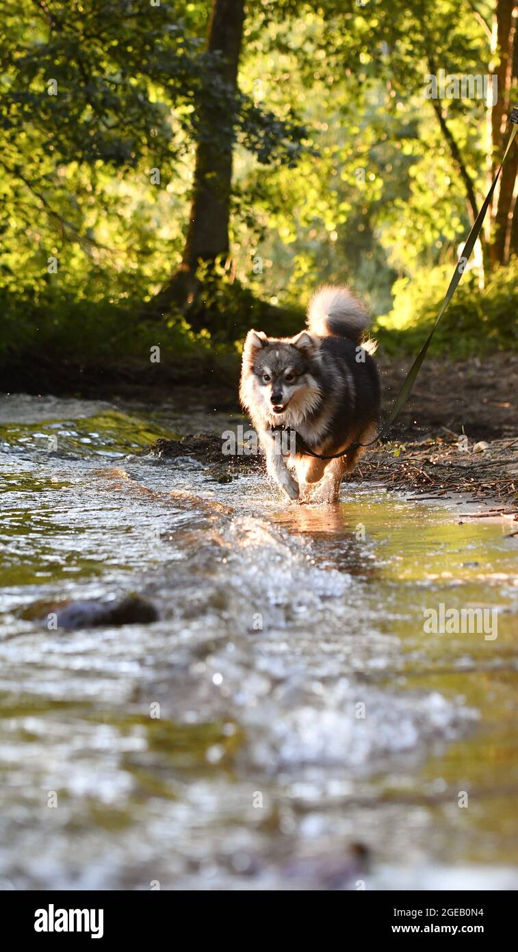 Ritratto di un giovane cane finlandese Lapphund che gioca in acqua in un lago Foto Stock