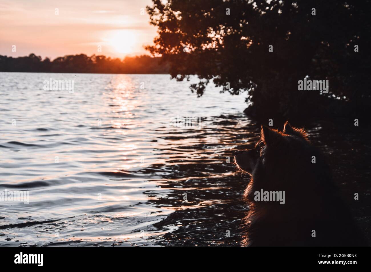 Ritratto di un giovane cane finlandese Lapphund seduto al lago al tramonto Foto Stock