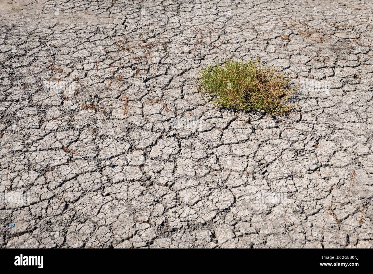 Terra incrinata con piante morenti. Siccità. Cambiamento climatico. Foto Stock