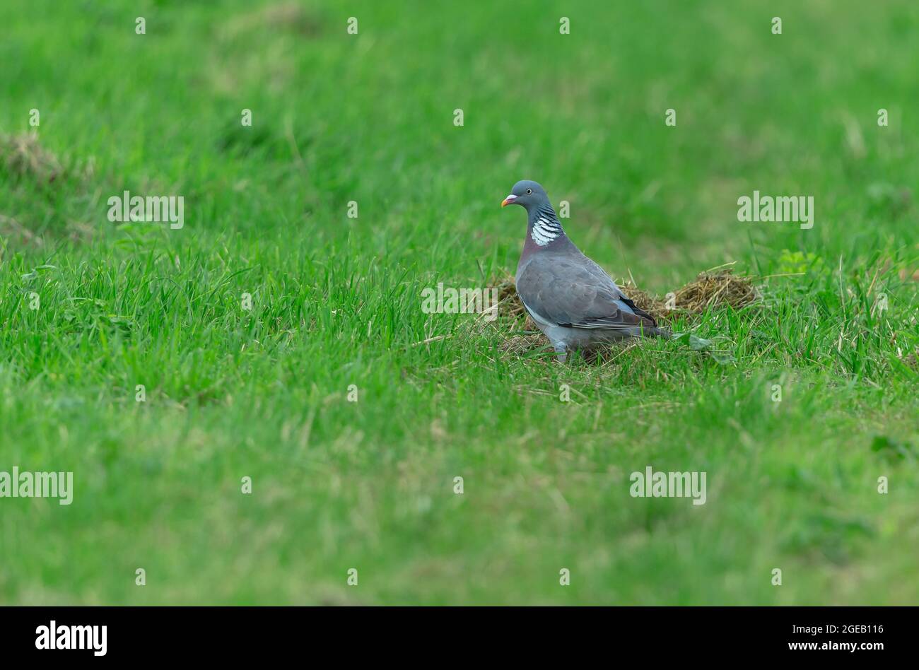 Pigeon di legno, nome scientifico: Columba palumbus. Piccione in legno per adulti che invecchia in habitat naturale di terreni agricoli. Rivolto a sinistra. Orizzontale. Spazio per la copia. Foto Stock
