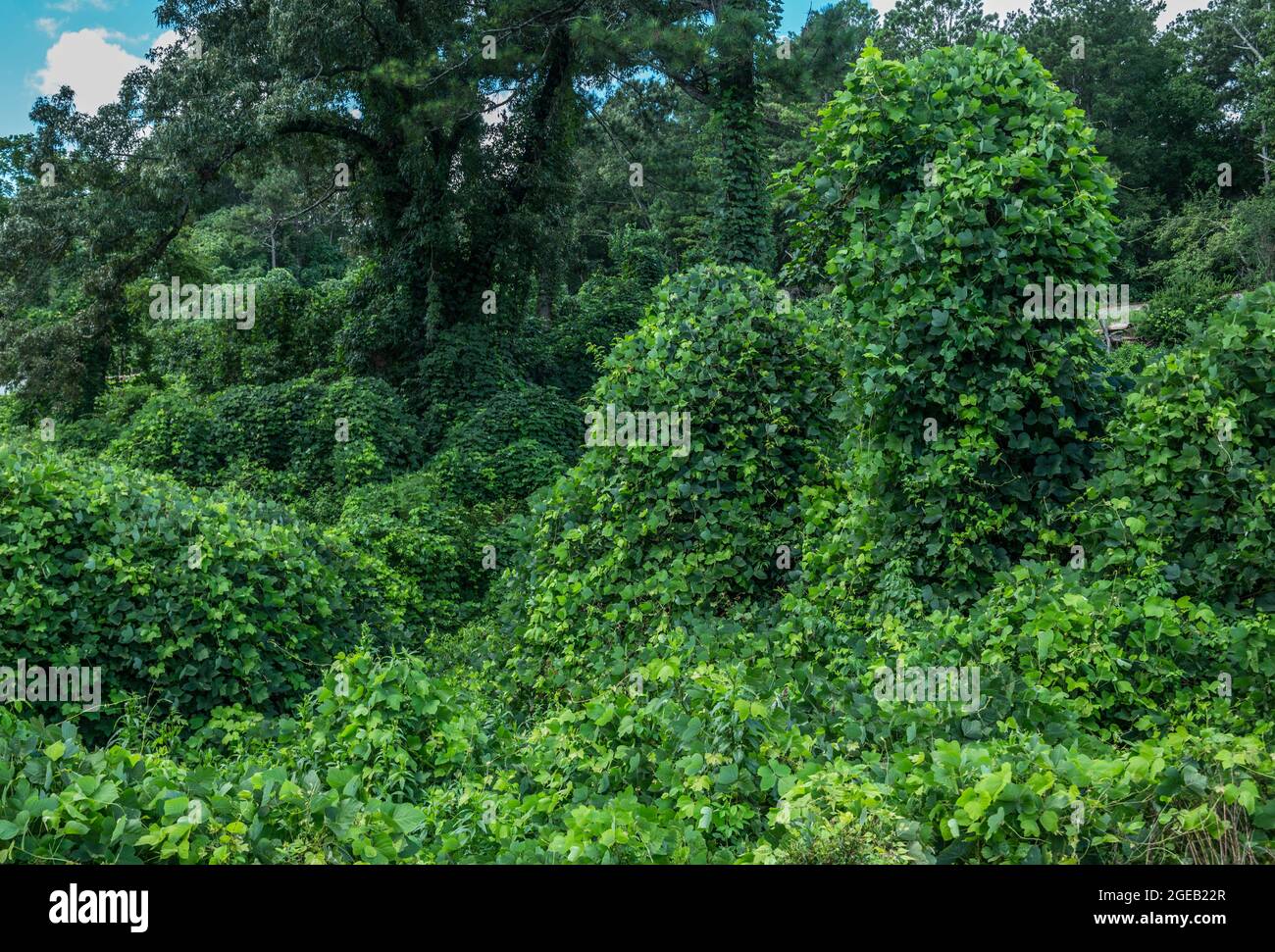 Terreno vuoto coperto di kudzu una verde verdeggiante vite che assume sopra alberi cespugli e qualsiasi cosa nel suo percorso la pianta della vite si arrampicherà e prenderà il controllo invasivo s Foto Stock