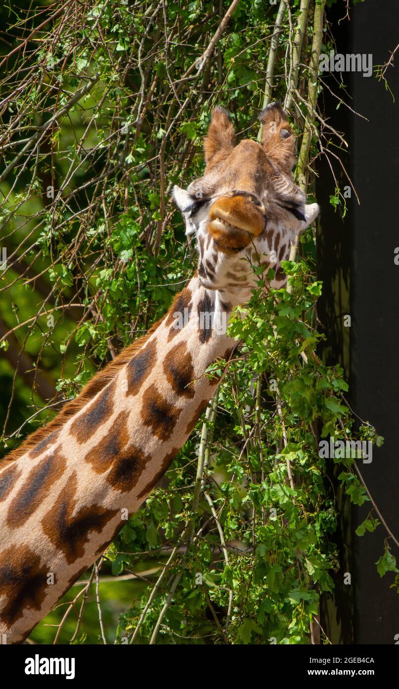 Giraffe che tira le facce Foto Stock