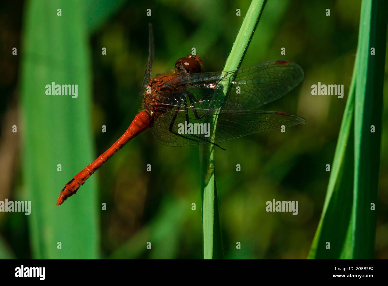 Una bella libellula rossa sta poggiando su una foglia di canna Foto Stock