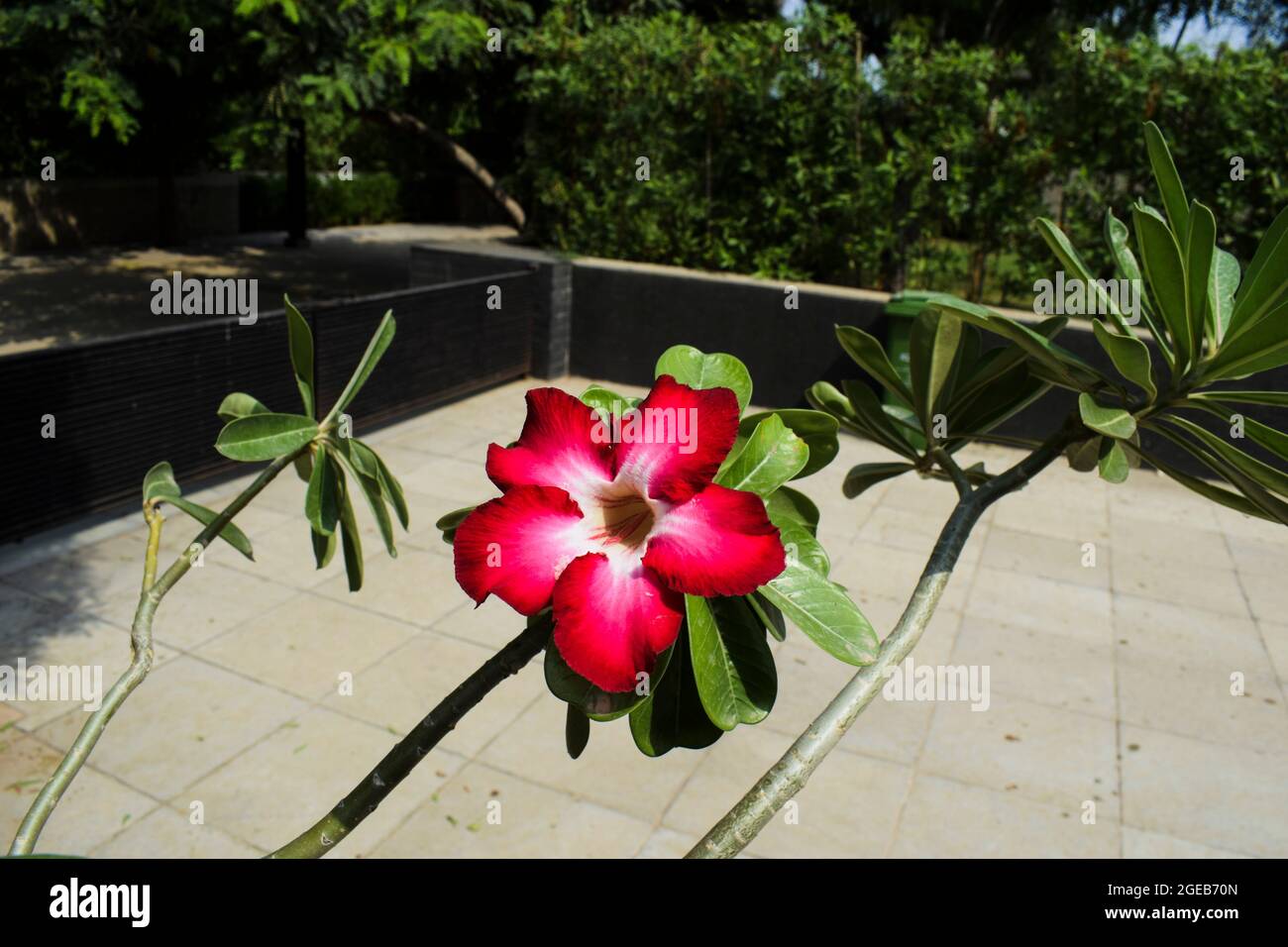 Bella Bonsai fioritura ornamentale pianta Adenium anche conosciuto come deserto rosa o giapponese frangipani. Rosa scuro luminoso ombreggiato con forma a tromba bianca Foto Stock