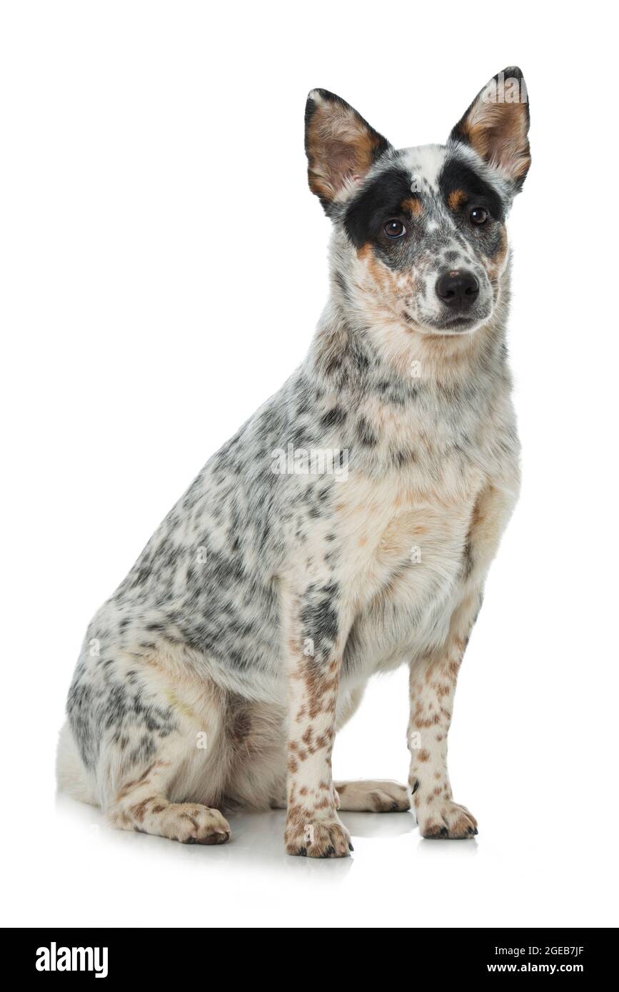 Cane bovino australiano isolato Foto Stock