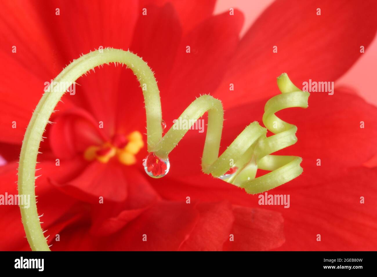 gocciolina d'acqua su un tendine di cetriolo con un fiore rosso di begonia aperto sullo sfondo Foto Stock