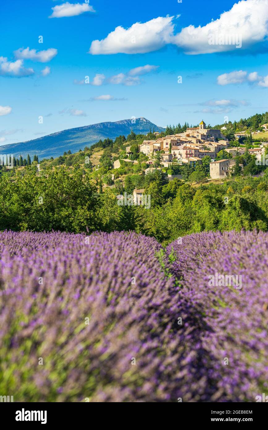 Campi di lavanda in fiore e villaggio di Aurel sullo sfondo a Vaucluse, Provenza-Alpi-Costa Azzurra, Francia Foto Stock