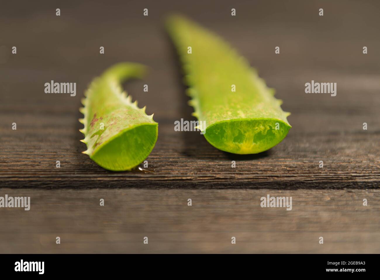 Ciliegie di aloe vera tagliate e disposte su uno sfondo di legno scuro fatto di tavole. Si può vedere la struttura gelatinosa dell'interno della foglia. Foto Stock