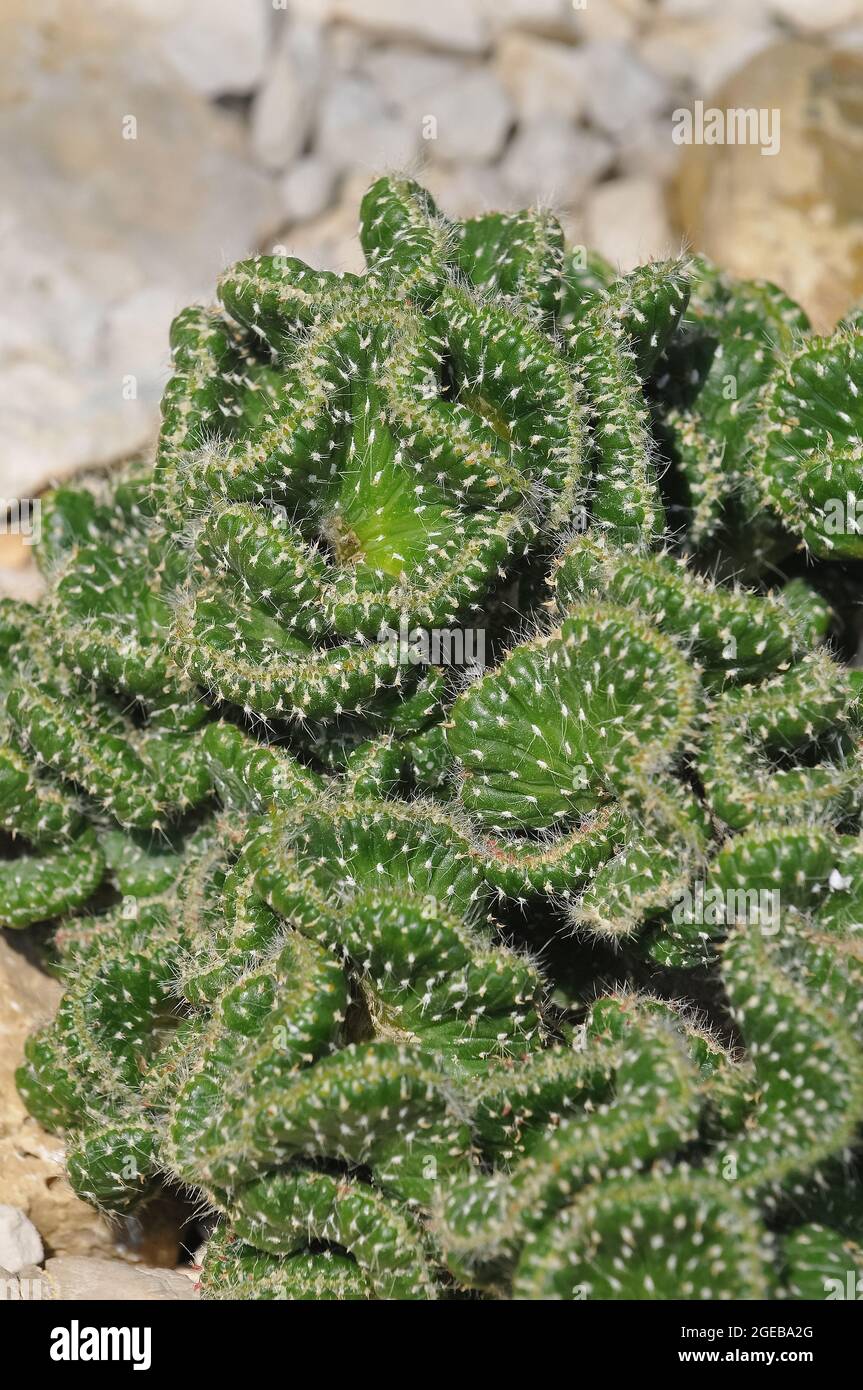 Cactus di canna, Cactus di Corel, Austrocylindropuntia cylindrica, kaktusz Foto Stock