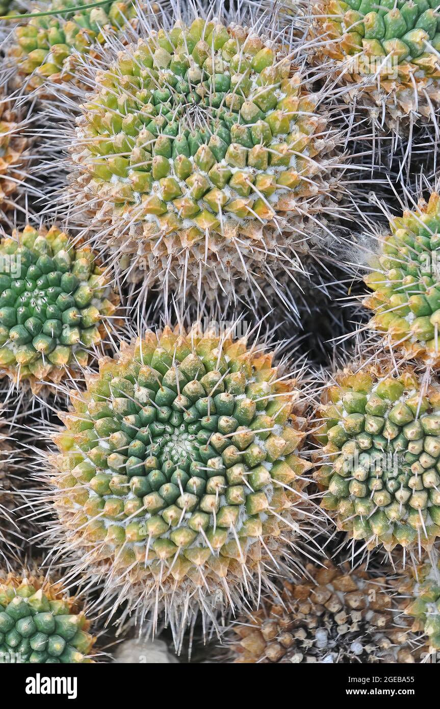 cactus, Mammillaria muehlenpfordtii, kaktusz Foto Stock