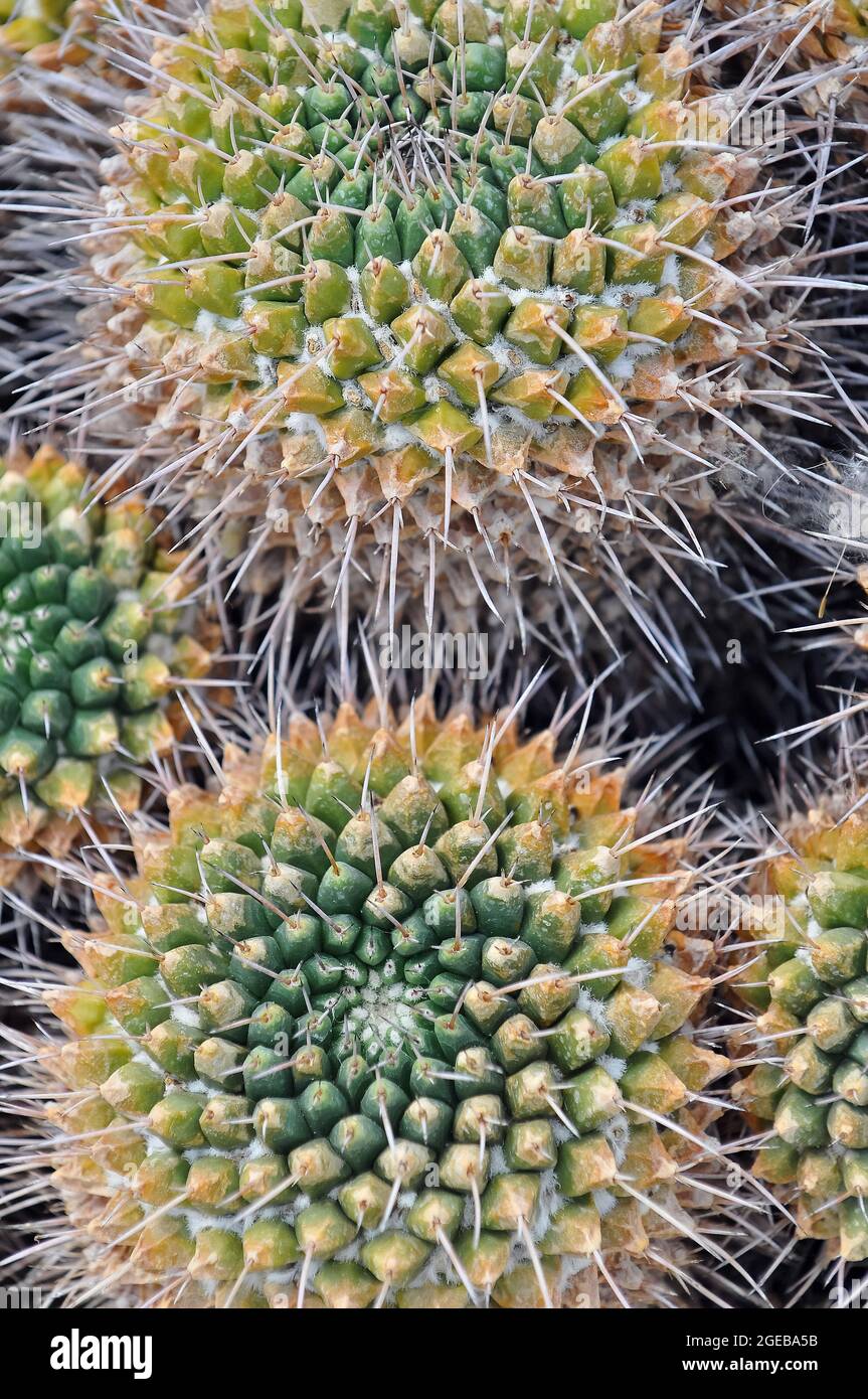 cactus, Mammillaria muehlenpfordtii, kaktusz Foto Stock