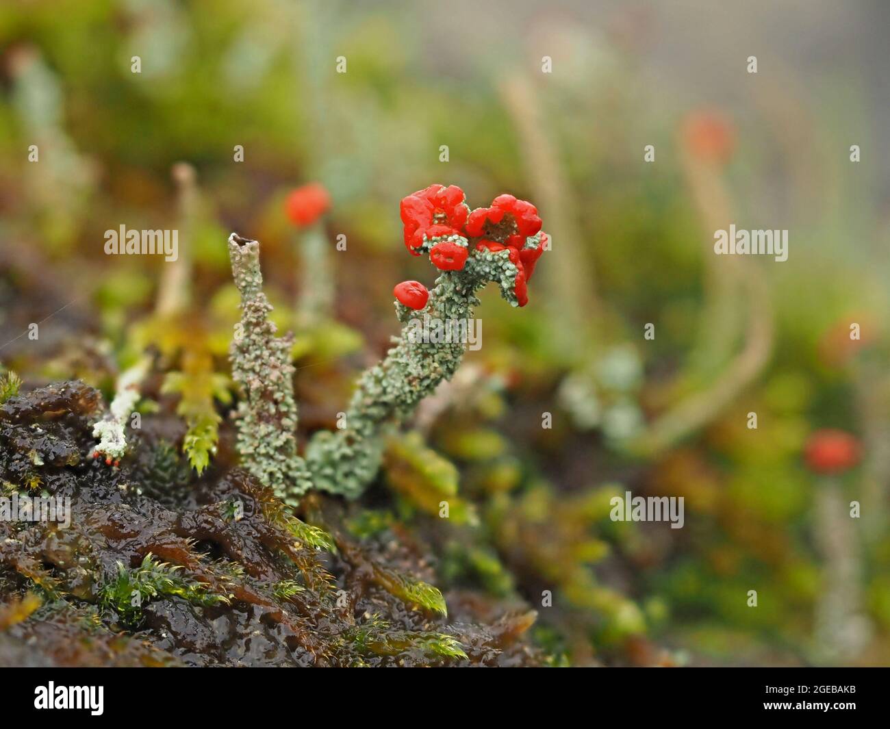 Tiny World - fantastici corpi fruttati rossi di Cladonia cristatella – soldati britannici lichen su gambi grigi frilly in Cumbria Inghilterra Regno Unito Foto Stock