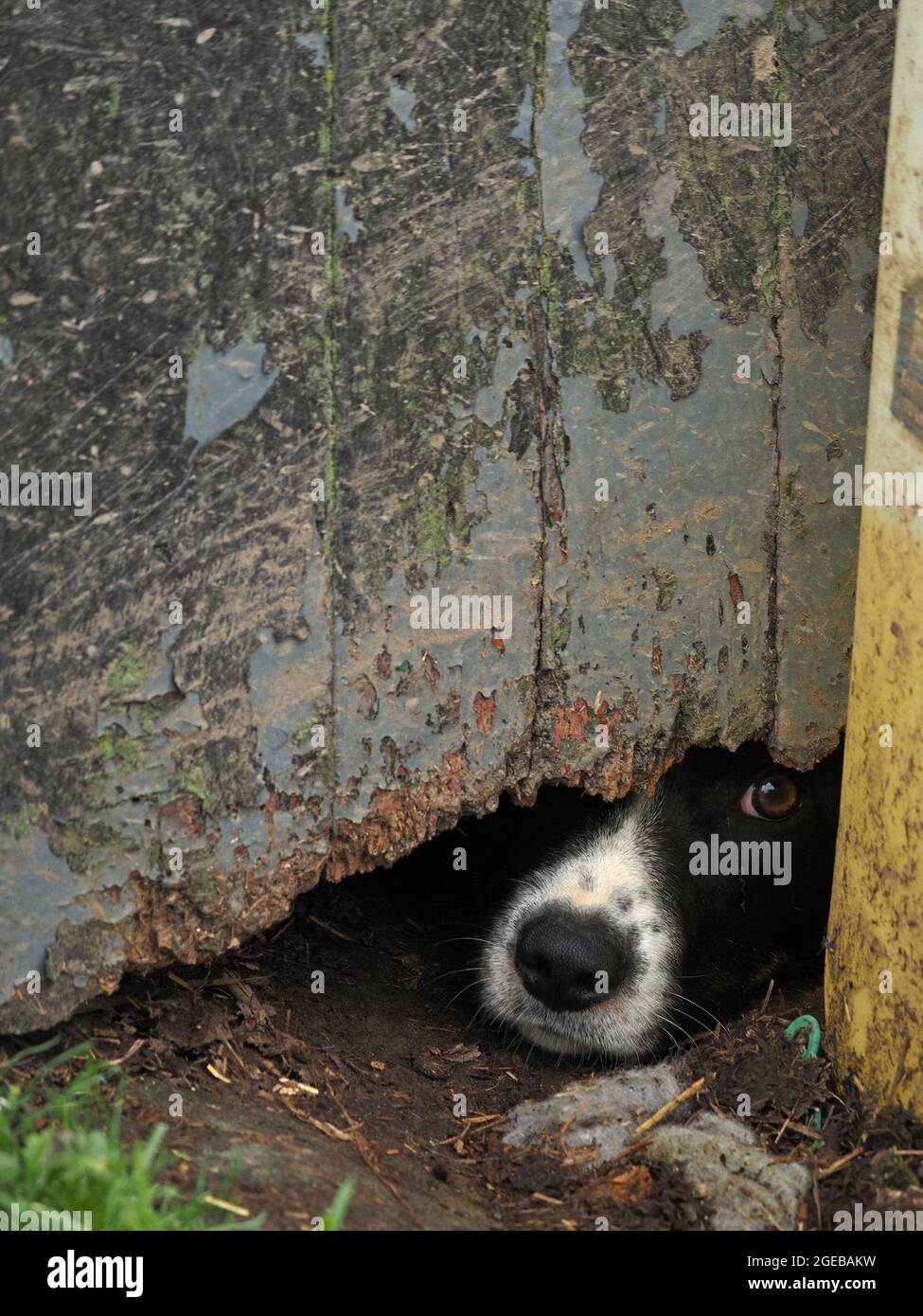 Il cane da pastore della fattoria con espressione pleading guarda fuori con occhio luminoso dal gap oscuro sotto la porta fienile dilatata con vernice sfaldante in Cumbria, Inghilterra, Regno Unito Foto Stock