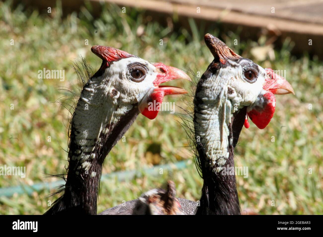 Due tacchini sono visti in Lilongwe.Malawi. Foto Stock