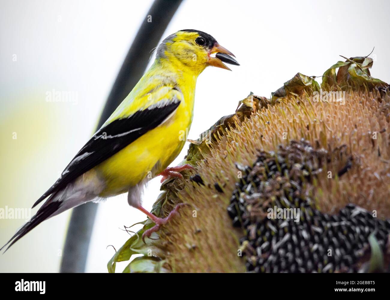 Una finca d'oro americana maschile si spilla sulla testa di girasole mentre si nutriscono di nuovi semi. Foto Stock