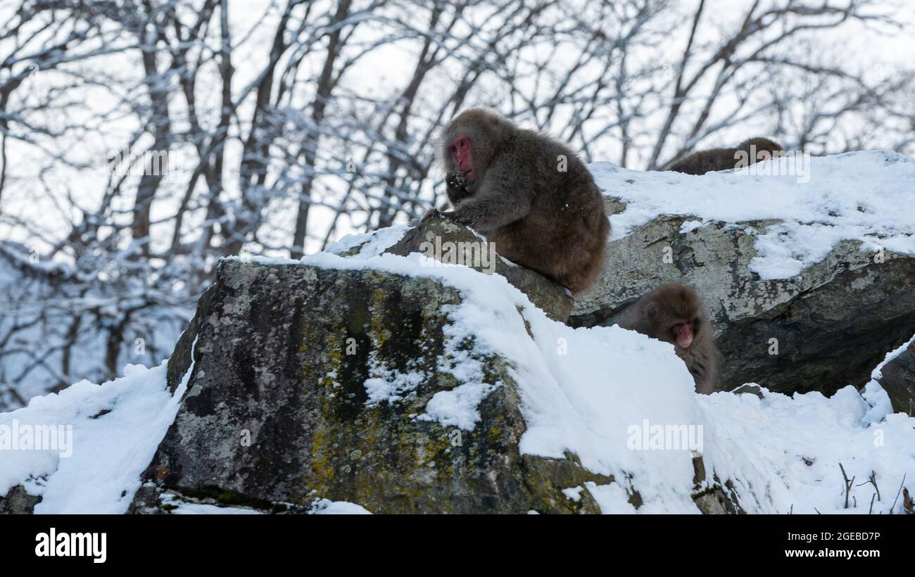 Il Parco delle scimmie Jigokudani offre ai visitatori l'esperienza di vedere le scimmie giapponesi selvagge che mangiano sulla fauna selvatica. Montagna innevata sulla quale il macaco mangia Foto Stock