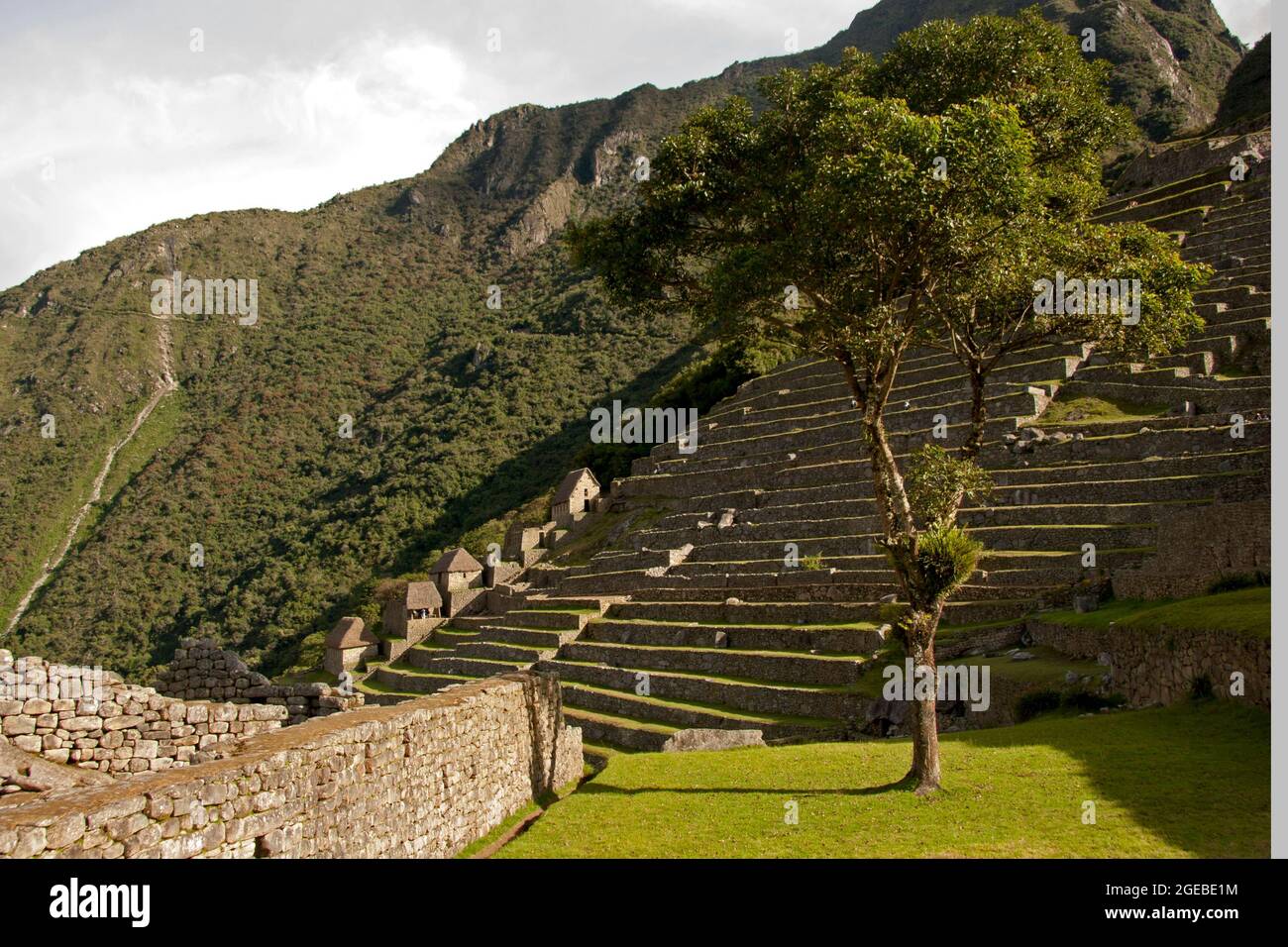 Machu Picchu coltivando terrazze, sposi in pietra e albero Foto Stock