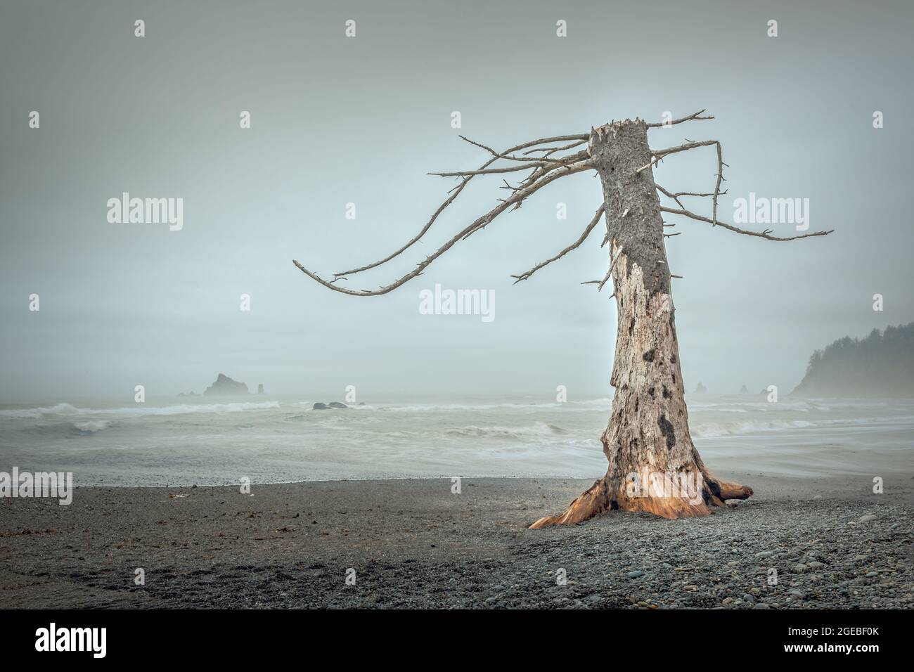 Albero morto sulla spiaggia di Ruby nel Parco Nazionale Olimpico, Washington Foto Stock