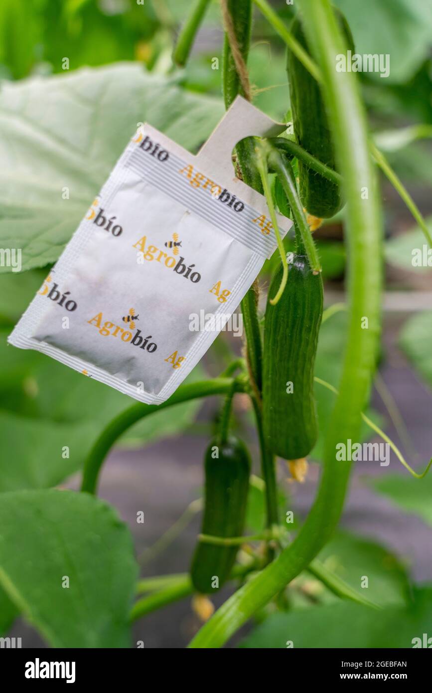 Coltivando mini cetrioli, cetrioli di spuntini, in una serra, sacchetti con insetti benefici che proteggono contro parassiti quali afidi, vicino Straelen, NRW, Foto Stock