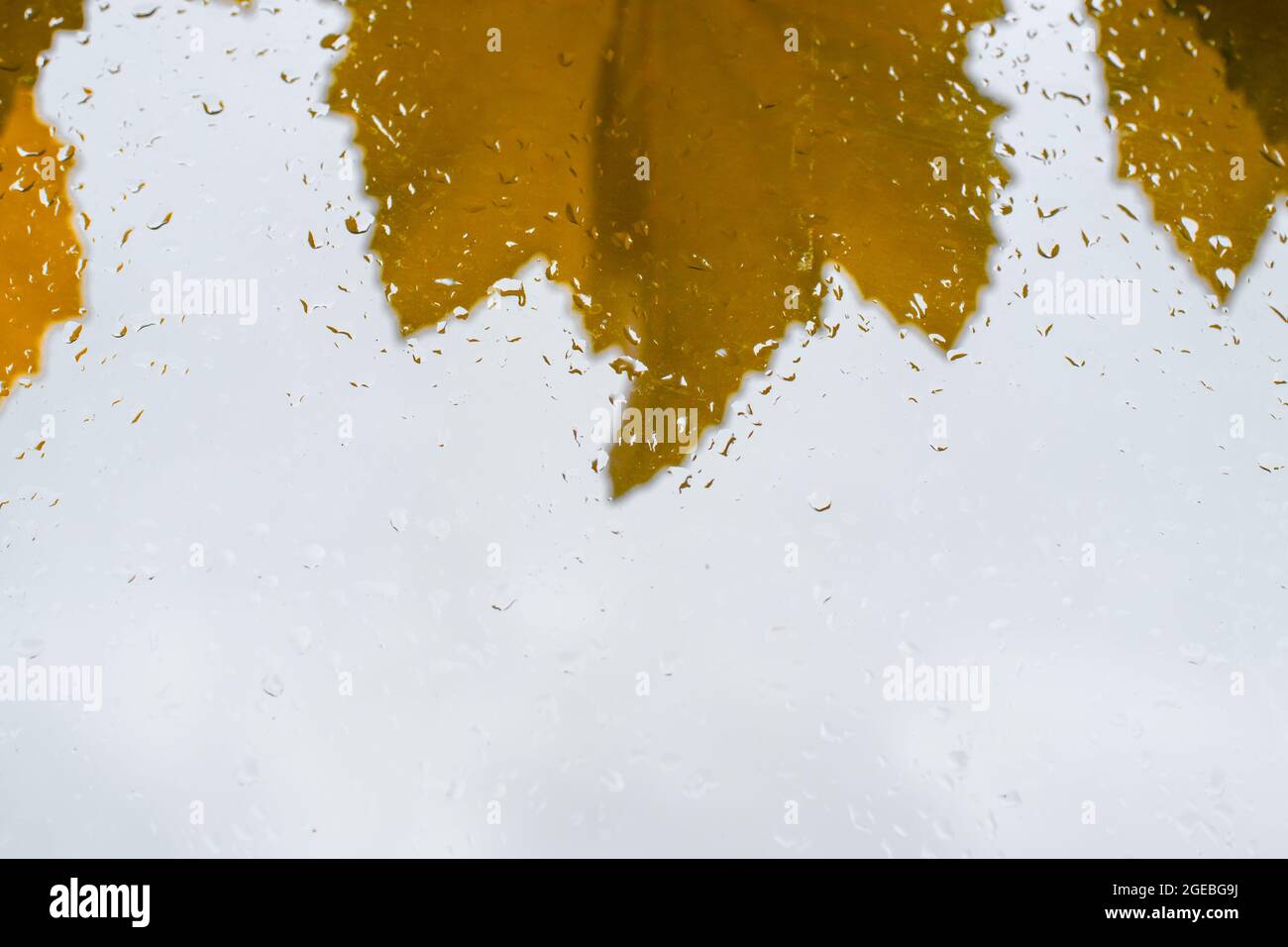 Foglie gialle di uva su fondo di vetro con gocce di pioggia in autunno. Spazio di copia. Foto Stock