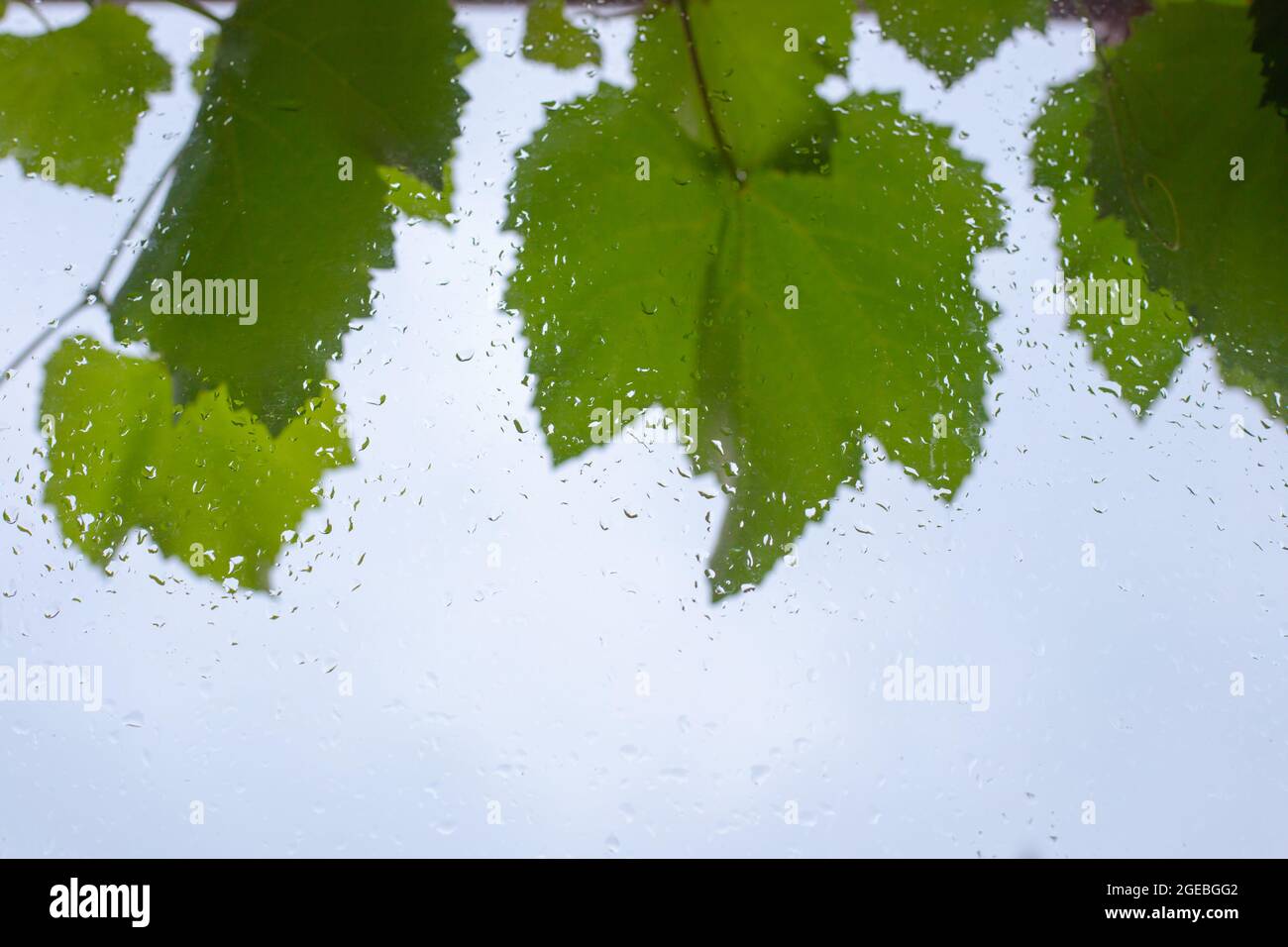 Sfondo astratto di vetro bagnato con gocce di pioggia e foglie d'uva. Fuoco selettivo sulle gocce di pioggia Foto Stock