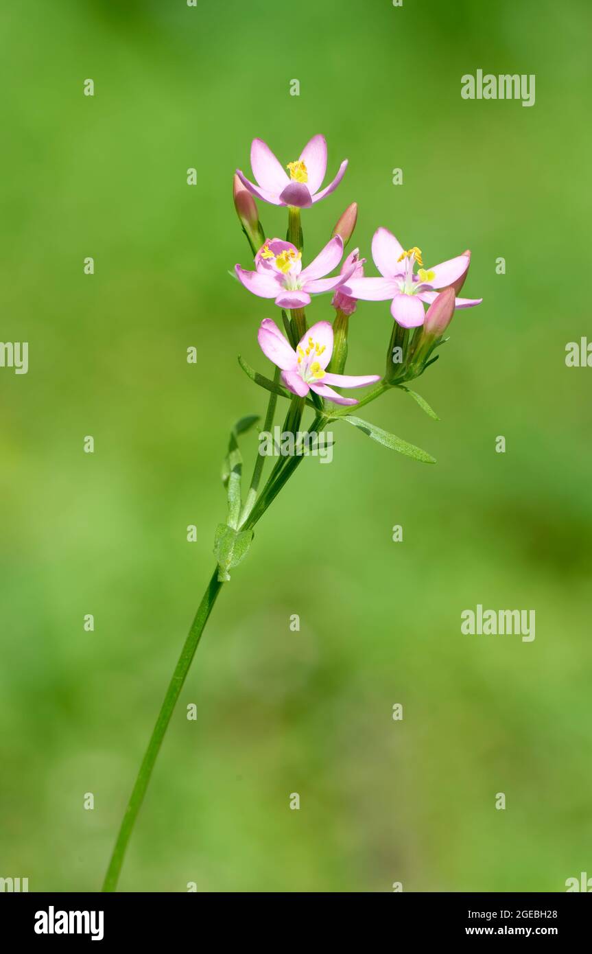 Centaury comune - Centaurium erythraea, Chiuso di testa di fiore Foto Stock